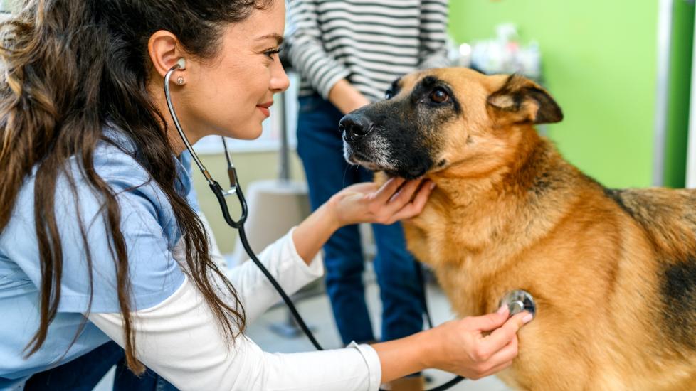 ibs in dogs; a German Shepherd is examined by his veterinarian for irritable bowel syndrome.